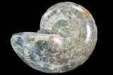 Thick Ammonite (Anapuzosia) Fossil Half #88026-1